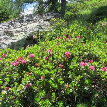 Blooming Almrausch | © TV Region Graz | Sonja Straßnig