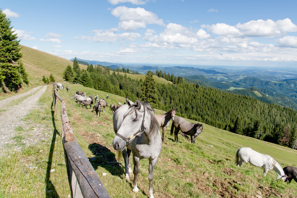 Lipizzaner Horses at Gleinalm | © TV Region Graz | Mias Photoart