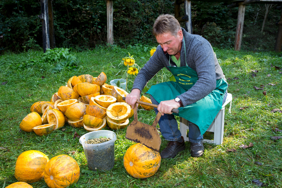 Pumpkin Harvest | © Michaela Pfleger | Harry Schiffer