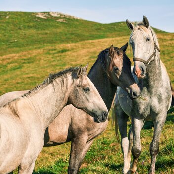 © Region Graz | Robert Maybach