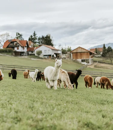 Schöcklblick Alpakas | © Schöcklblick Alpakas | Die Sonne