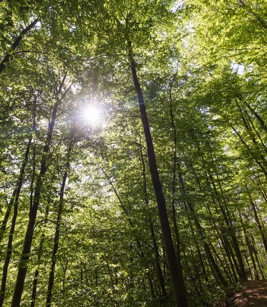 Tiefenentspannung im Wald | © TV Region Graz | Harry Schiffer