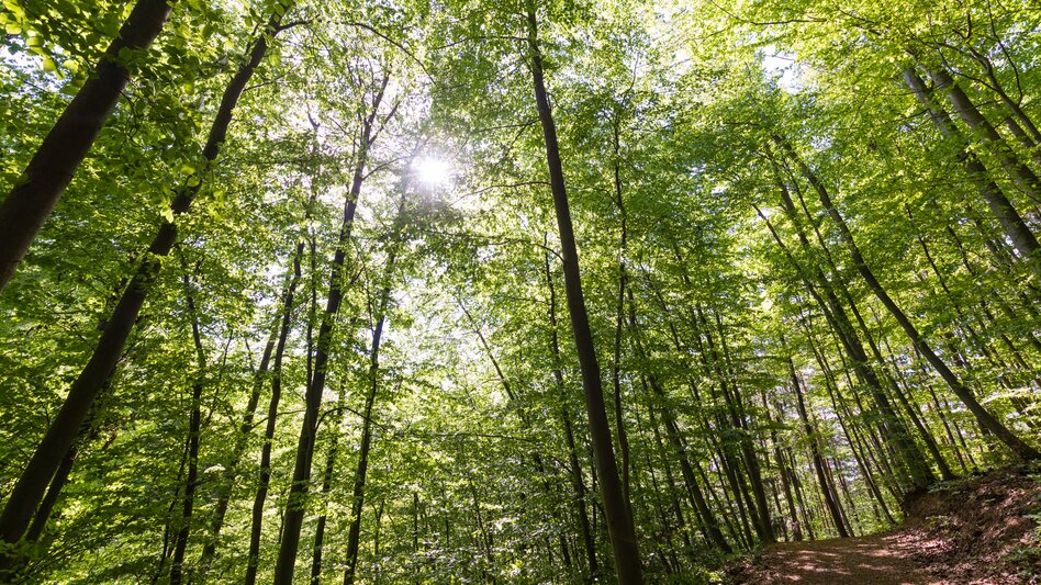 Laßnitzhöhe - Impression #2.6