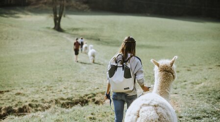 Schöcklblick alpacas | © Schöcklblick Alpakas | Die Sonne