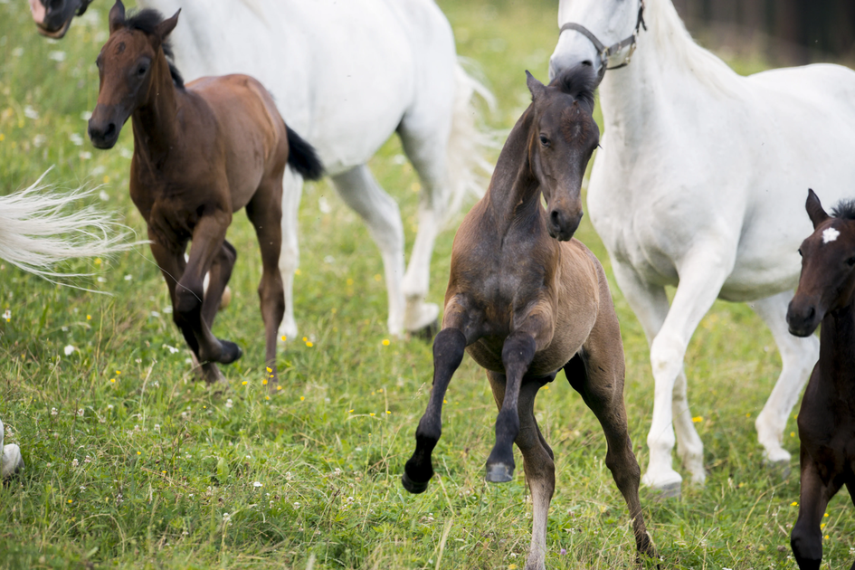 Foals at the Lipizzaner stud farm in Piber | © Spanische Hofreitschule - Lipizzanergestüt Piber | Rene van Bakel