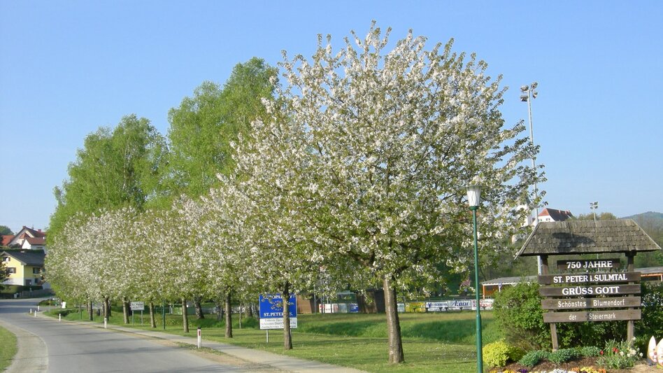 St. Peter im Sulmtal - Impression #2.1