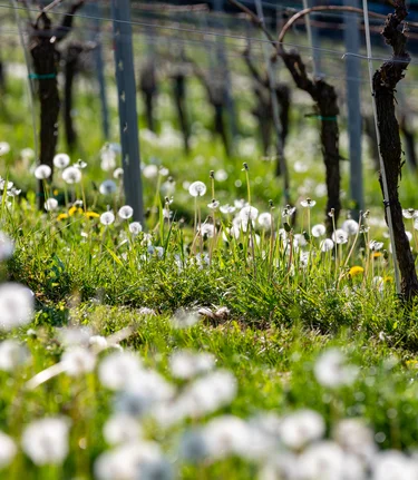 Frühling im Weingarten | © Tourismusverband Südsteiermark | Harry Schiffer