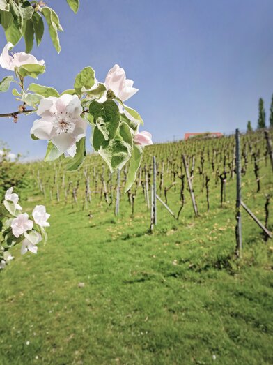 © Harry Schiffer Photodesign | HARRY SCHIFFER PHOTODESIGN