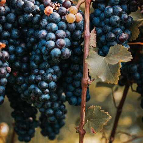 Schilchertrauben | © Südsteiermark | Lupi Spuma