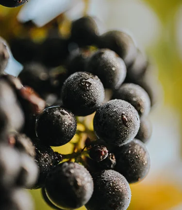 Schilchertraube | © Südsteiermark | Lupi Spuma