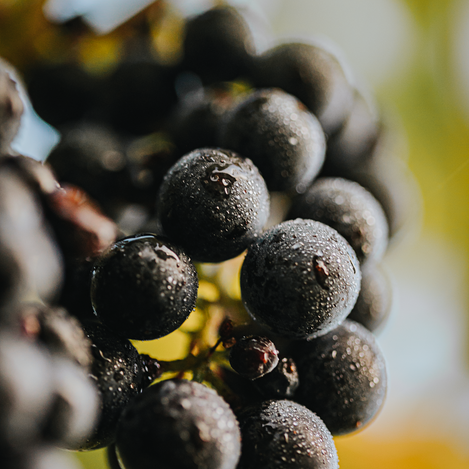 Schilchertraube | © Südsteiermark | Lupi Spuma