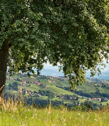 Die Weingärten von Hochgrail in St. Stefan ob Stainz | Regine Schöttl