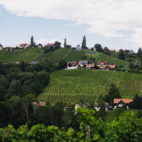Schilcherweinstraße | © Südsteiermark | Achromatic Photography