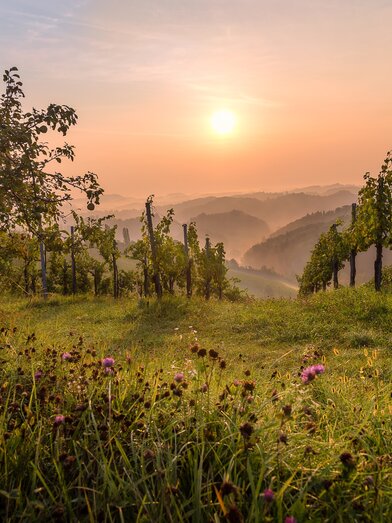 © TVB Südsteiermark – Wolfang Jauk | © Südsteiermark | Wolfgang Jauk