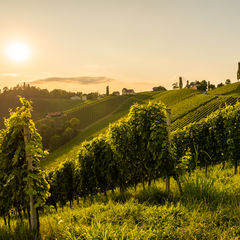 Sonnenuntergang an der Südsteirischen Weinstraße | © TVB Südsteiermark | Przemek Iciak