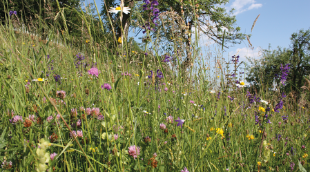 Blumenwiese Naturpark Südsteiermark  | © Andrea Bund