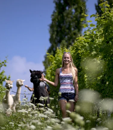 Alpakawanderung im Weingarten | © TV Südsteiermark |  Tom Lamm