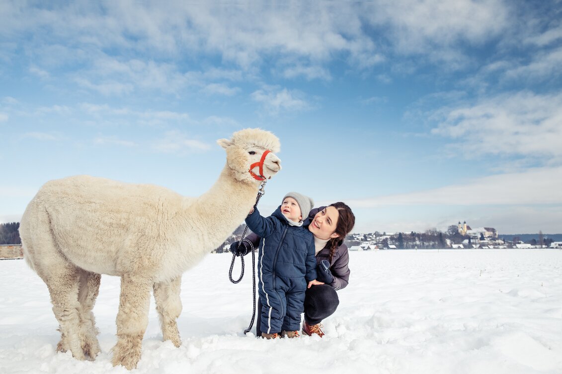 Alpaka Wanderung im Schnee | © TV Südsteiermark | Lupi Spuma