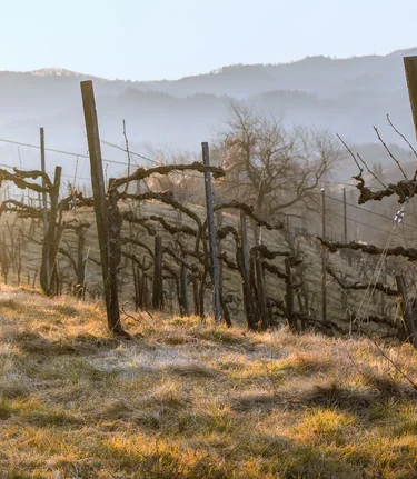 © Südsteiermark | Wolfgang Jauk