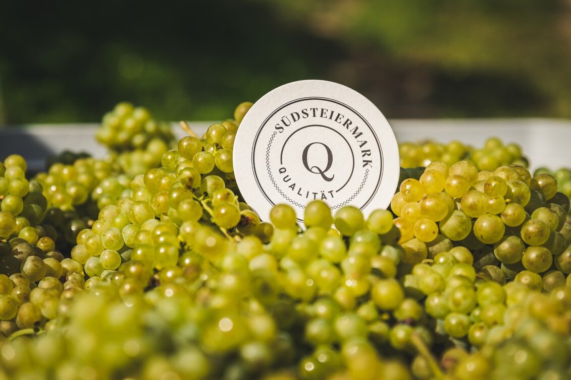 Trauben von höchster Qualität | © RM Südweststeiermark  | webquartier.at