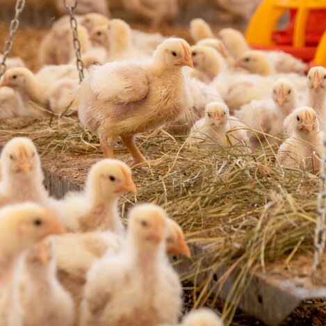 Glückliche Küken | © RM Südweststeiermark  | webquartier.at