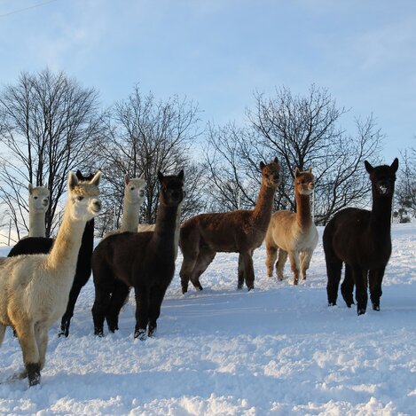 Joggabauer Südsteiermark Alpakas | © RM Südweststeiermark  | webquartier.at