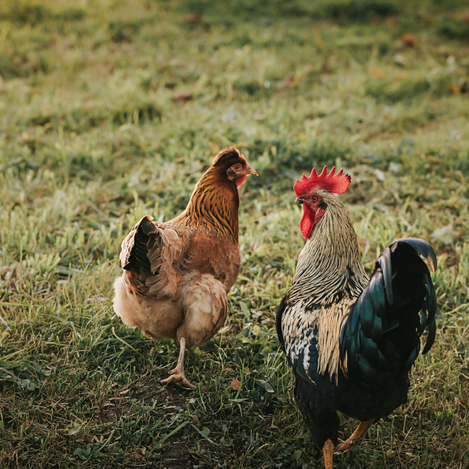 Urlaub am Bauernhof in der Südsteiermark | © TV Suedsteiermark |  Lupi Spuma
