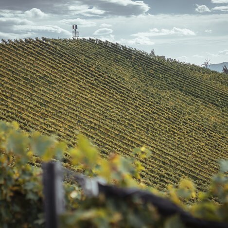 Ausblick auf die Weingärten | © Südsteiermark | Maximilian Gotthard