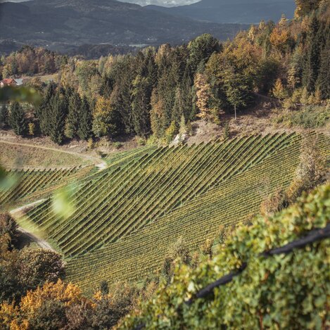 Weingärten Kollerhof | © Südsteiermark | Maximilian Gotthard