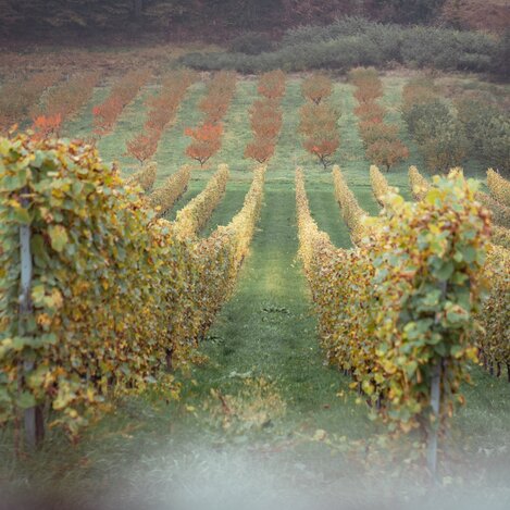 Die Weingärten in Eibiswald | © Südsteiermark | Maximilian Gotthard