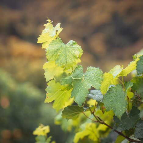 Gesunde Weinreben | © Südsteiermark | Maximilian Gotthard