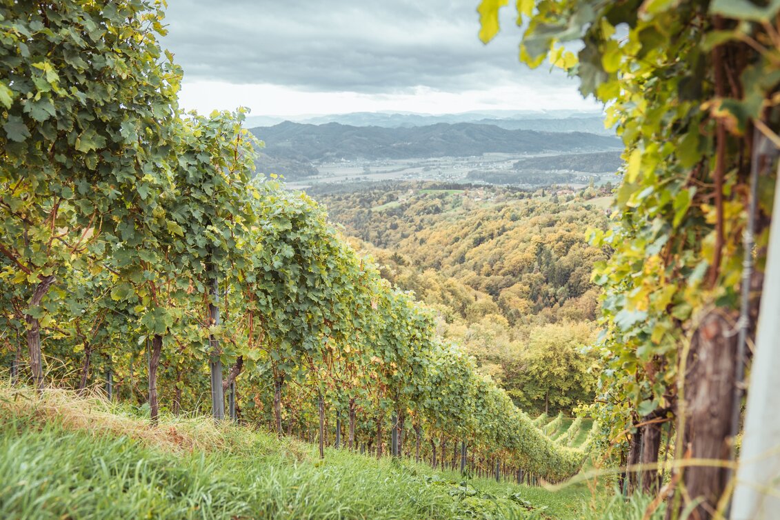 Prachtvolle Weingärten | © Südsteiermark | Maximilian Gotthard