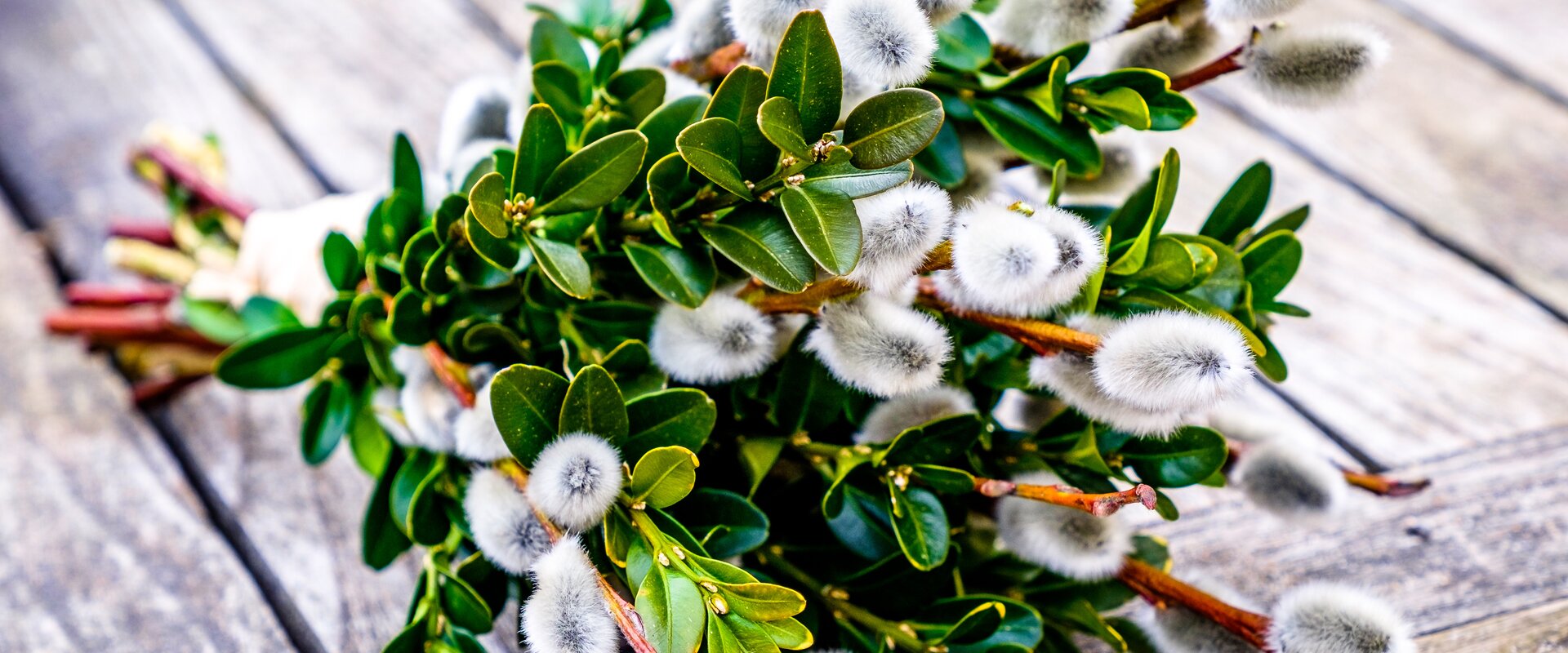 Palmbuschen | Adobe Stock