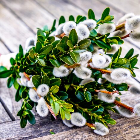 Palmbuschen | Adobe Stock