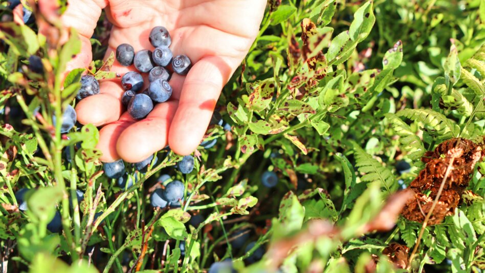 © TV Erzberg Leoben | WEGES OG