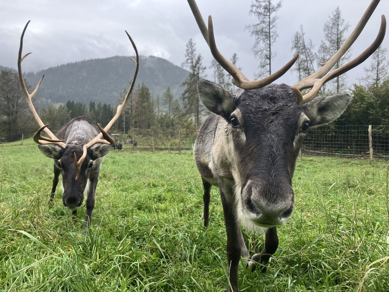 © Alpfox | Michelle Kaufmann