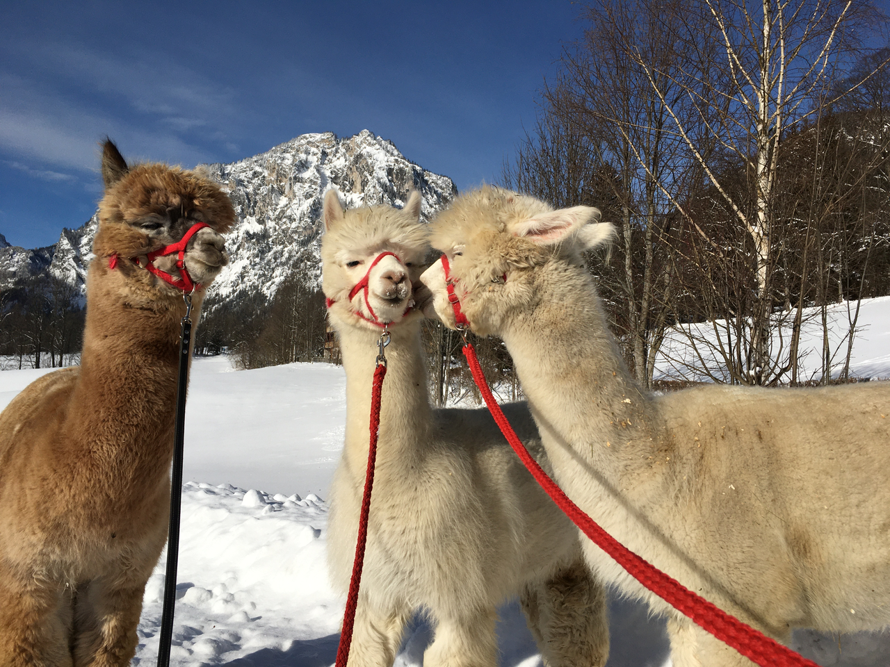 © Erzberg Leoben | Alpakas Zwanzleitner