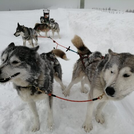 Iron Road Siberians | © Iron Road Siberians | Harald Tauderer