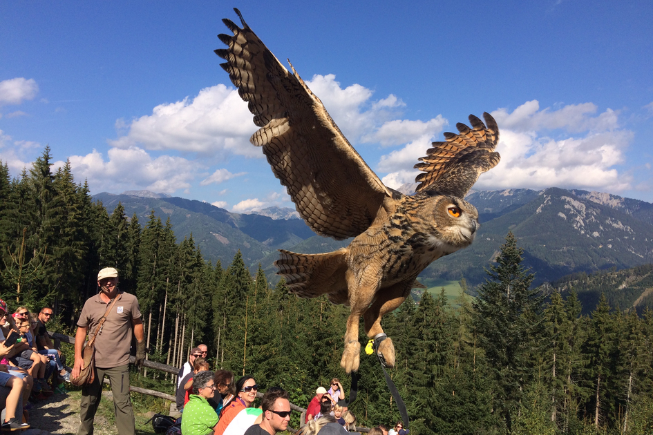 © TV ERZERG LEOBEN | K. Wassler