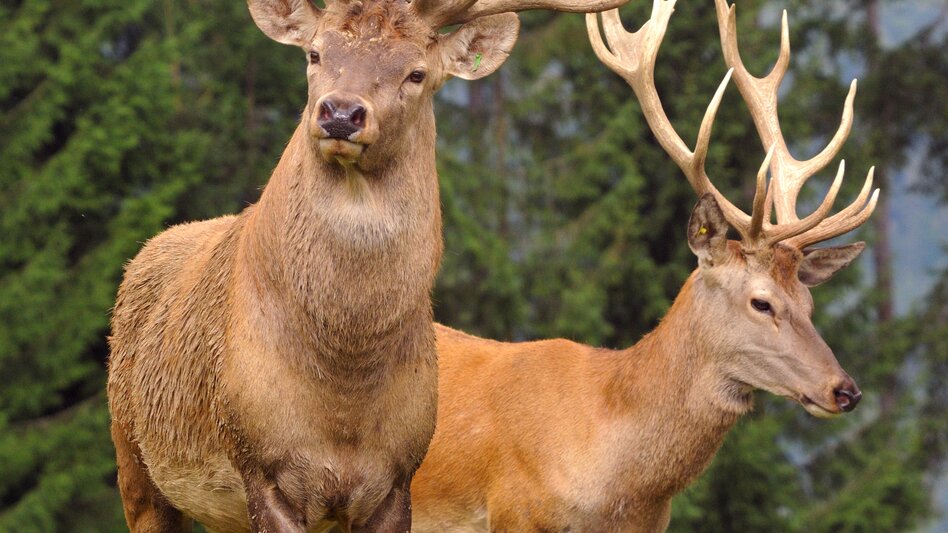 Mautern in Steiermark - Impression #2.1