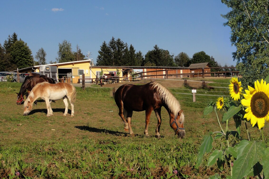 Proleb - Impression #1