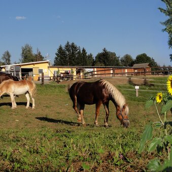 Pferdeparadies Scheer Proleb