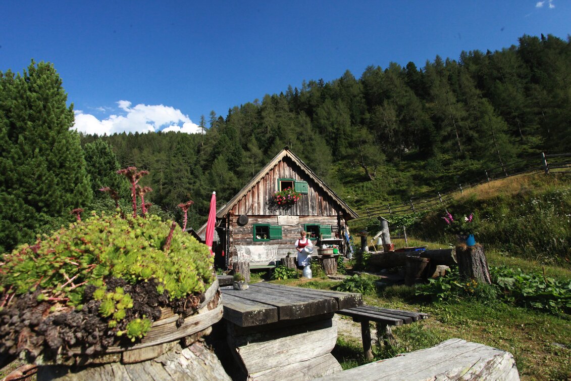 Wald am Schoberpass - Impression #1