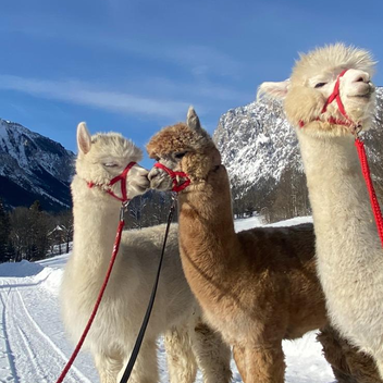 Alpaka Wanderung im Winter | © Erzberg Leoben | Alpakas Zwanzleitner
