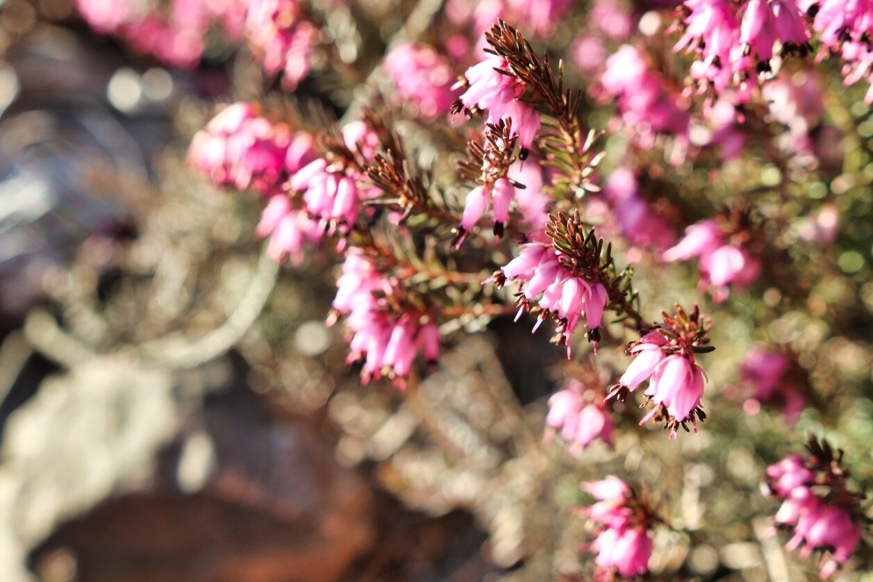 © Weges | TV Murtal | Use only in connection with the Tourism Association Murtal/ the Adventure Region Murtal and the Erika Blossom.