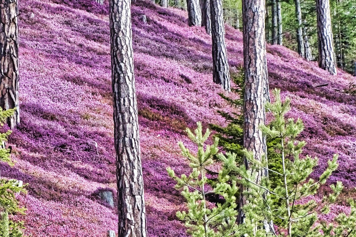 Erikablüte-Murtal-Steiermark | © Weges OG | TV Murtal | Nur im Zusammenhang mit dem Tourismusverband Murtal/ der Erlebnisregion Murtal und der Erikablüte verwenden.