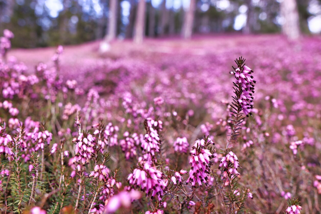 Erikablüte-Murtal-Steiermark | © Weges OG | TV Murtal | Use only in connection with the Tourism Association Murtal/ the Adventure Region Murtal and the Erika Blossom.