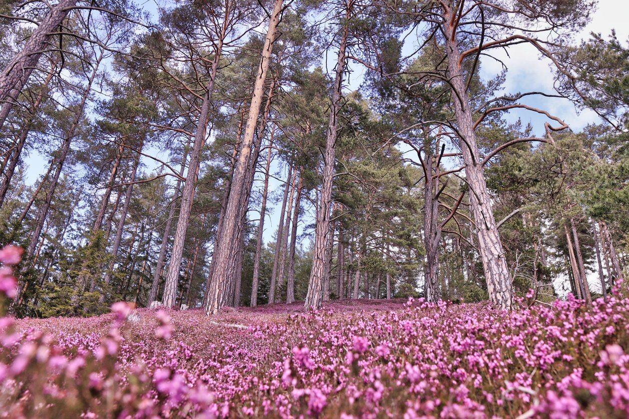 Erikablüte-Murtal-Steiermark | © Weges OG | TV Murtal | Use only in connection with the Tourism Association Murtal/ the Adventure Region Murtal and the Erika Blossom.