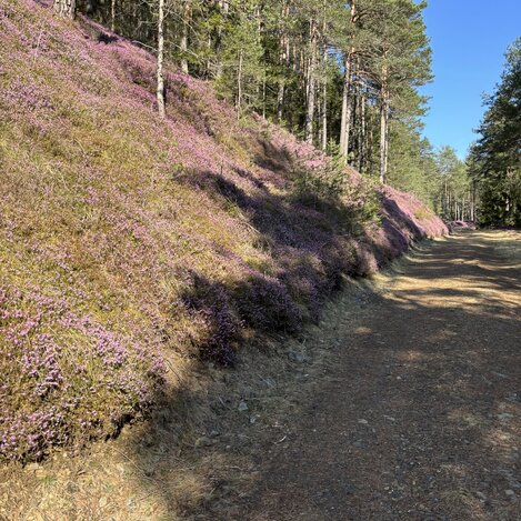 Erikablüte | © Erlebnisregion Murtal | Selina Senft