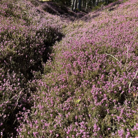 Erikablüte | © Erlebnisregion Murtal; Helmut Strasser | Selina Senft